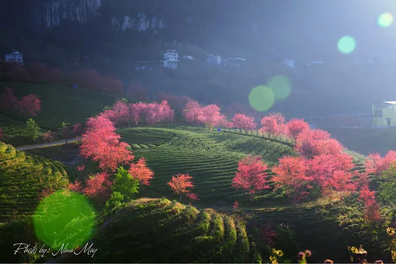Poetic beauty of O Quy Ho tea hill in winter