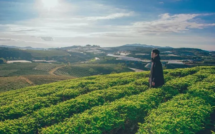 Wonderful beauty with endless green tea forest stretching