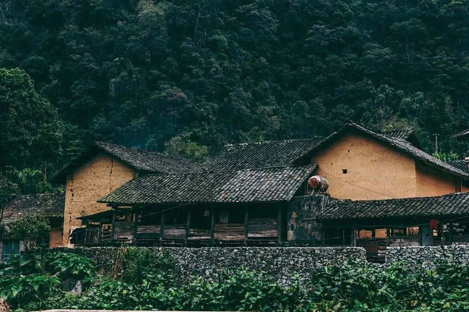 Với dáng vẻ trầm mặc, sẫm màu của “Nhà của Pao”, chắc hẳn sắc trắng tinh khôi của hoa cải sẽ vô cùng nổi bật