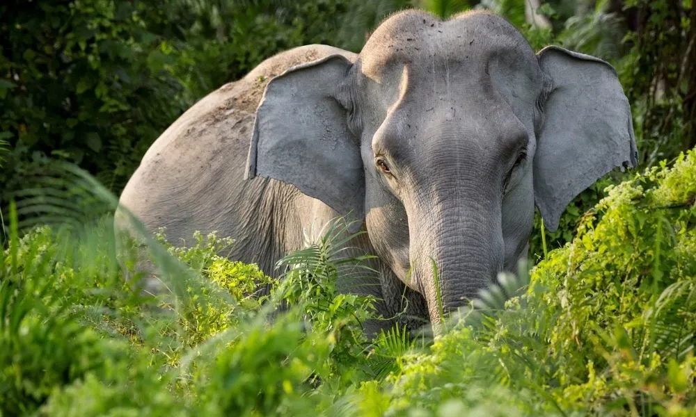 Wild elephant in Yok Don National Park