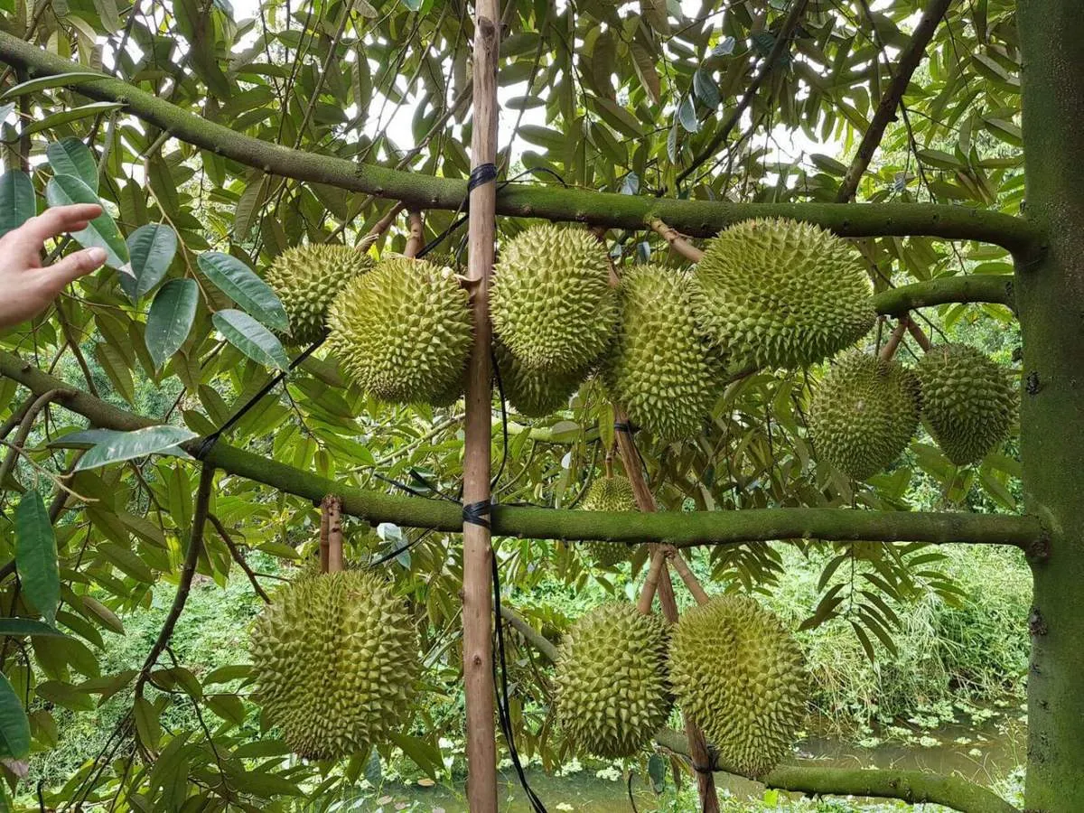 Vú sữa Lò Rèn Vĩnh Kim đặc sản nổi tiếng
