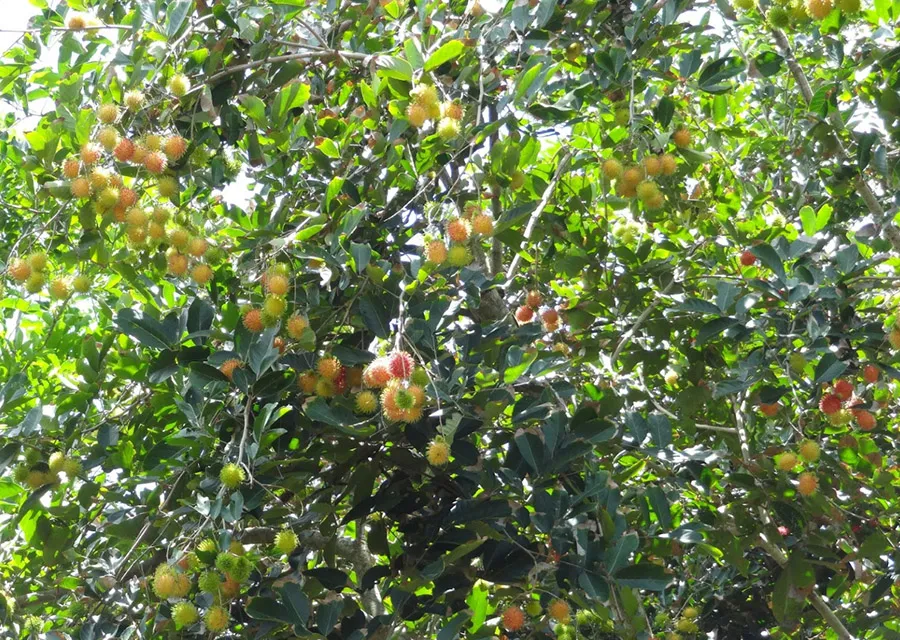 Lush fruit orchards at An Binh Islet.