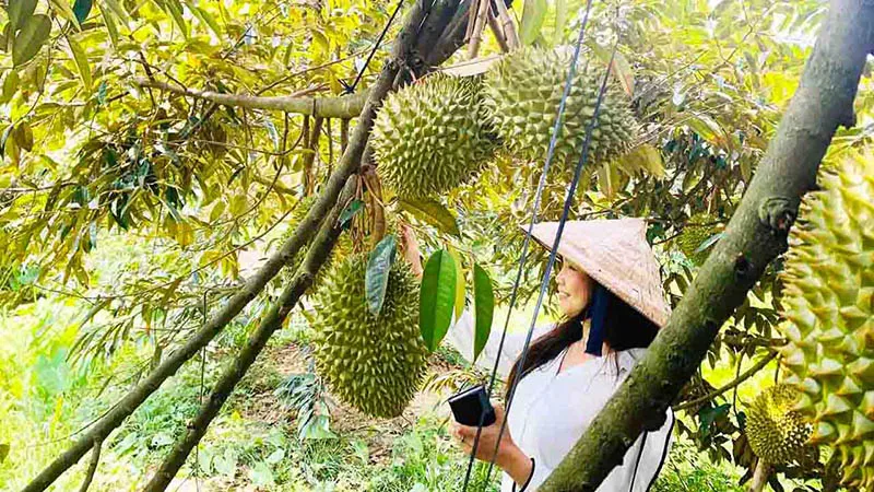 Lush and fruitful orchards at Lang Be tourist area.
