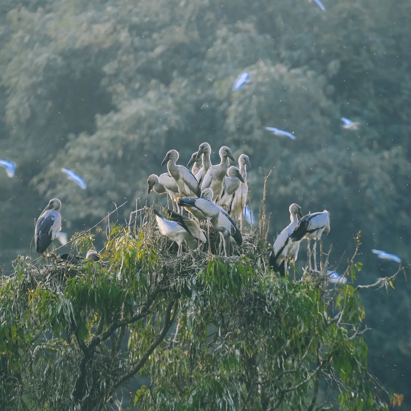 Thung Nham Bird Garden, where thousands of birds converge, creating a unique symphony of nature