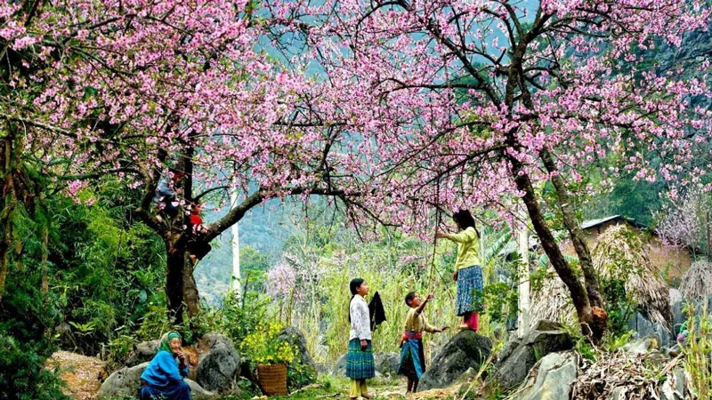 Vibrant Japanese peach blossom garden on Ham Rong Mountain in winter
