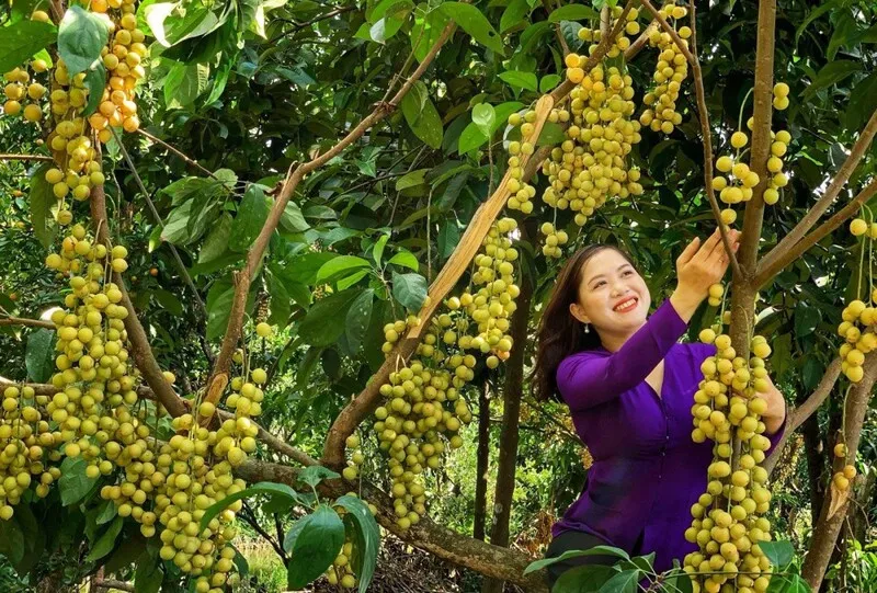 Bac 5 Canh strawberry orchard laden with fruit in An Giang