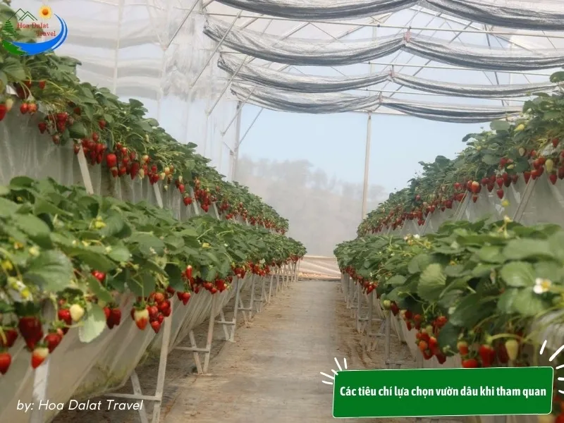 Dalat strawberry garden with green space and beautiful scenery is an ideal destination for visitors