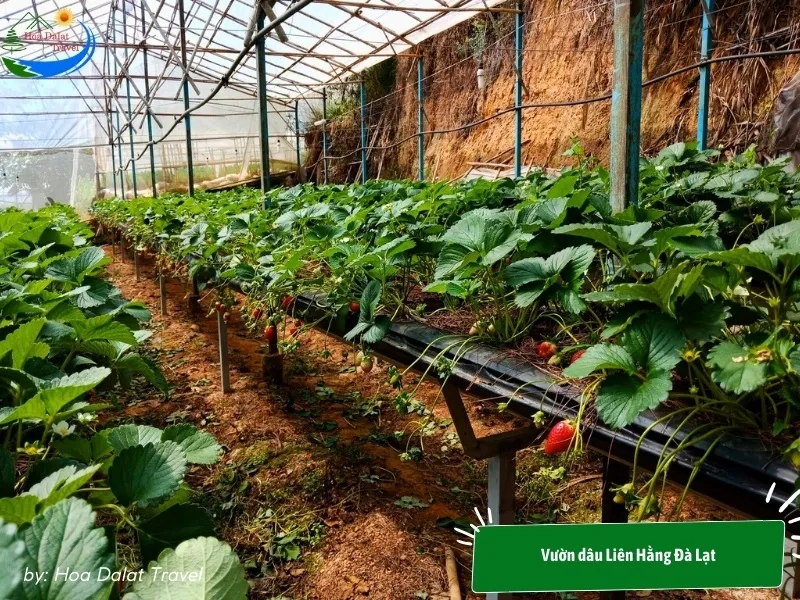 Lien Hang Strawberry Garden Dalat applies modern hydroponic strawberry growing techniques on high racks