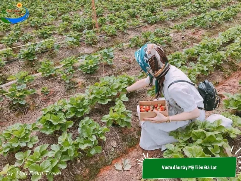 My Tien Strawberry Garden Dalat with lush green outdoor strawberry beds, ideal for photography