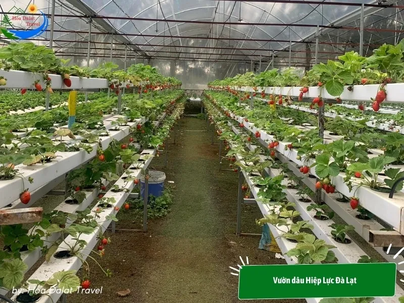 New Zealand strawberry garden Hiep Luc Dalat grown semi-hydroponically, ensuring quality