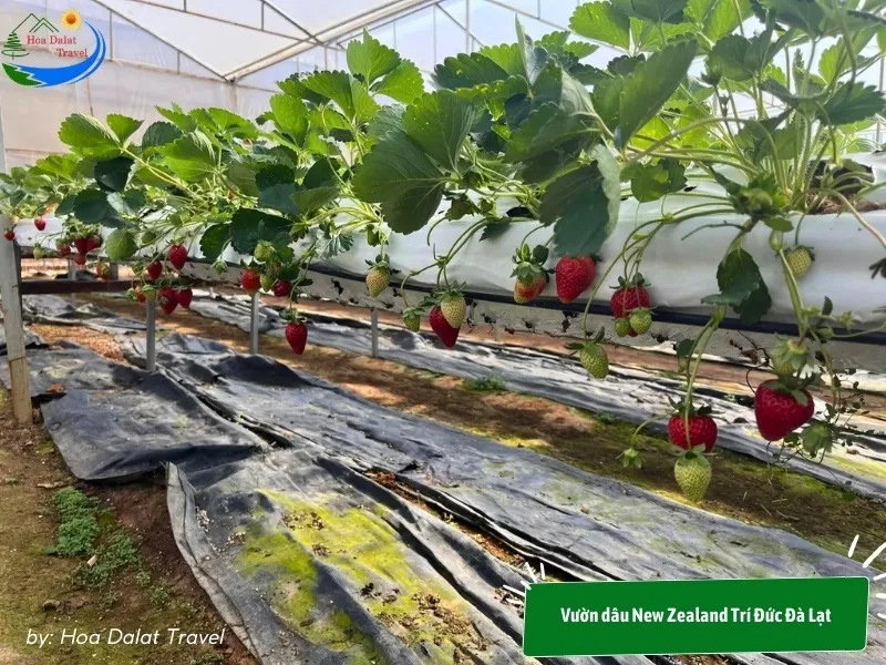 New Zealand Tri Duc Strawberry Garden Dalat with a modern hydroponic strawberry growing process