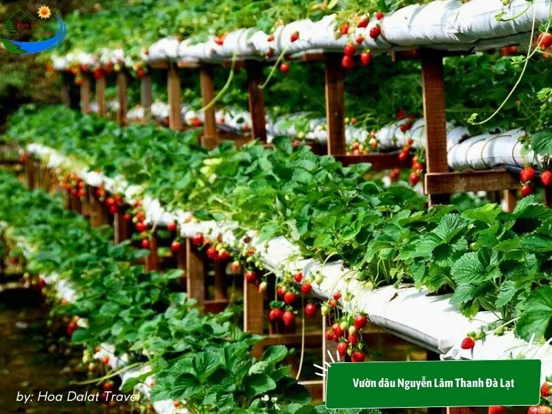 Nguyen Lam Thanh Strawberry Garden Dalat is lush green and laden with fruit, offering a fun strawberry picking experience