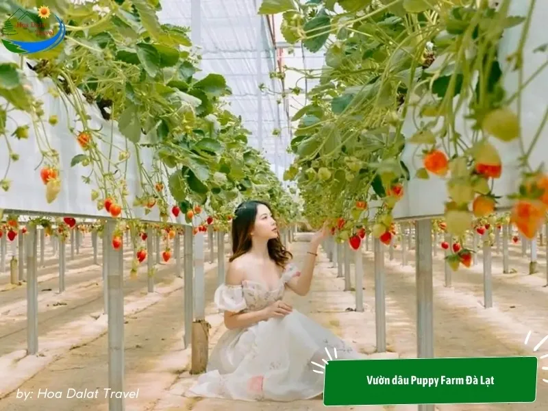 Puppy Farm Strawberry Garden Dalat is beautiful and clean, an ideal check-in location