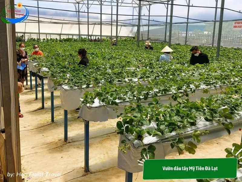 Su Bo Strawberry Garden Dalat specializes in Japanese strawberry varieties using high technology