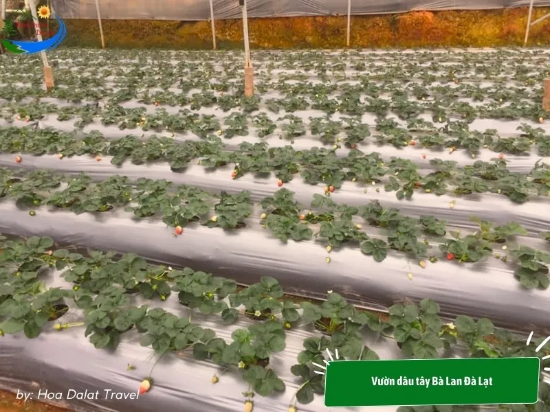 Ba Lan Strawberry Garden Dalat grown entirely in a clean and modern greenhouse