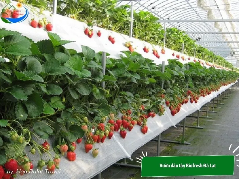 Biofresh Strawberry Garden Dalat with many high-quality imported strawberry varieties