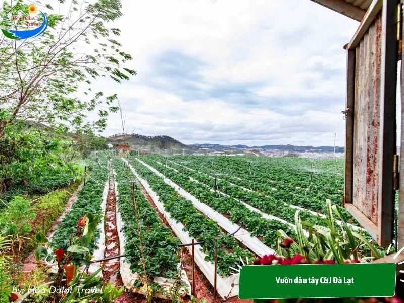 C&J Strawberry Garden Dalat with hundreds of strawberry beds stretching out, providing a large space