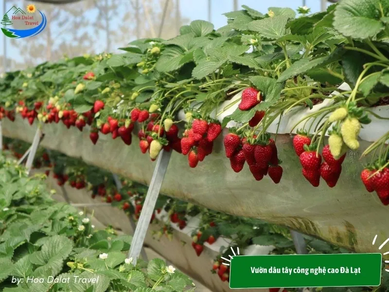 Vườn dâu tây công nghệ cao Đà Lạt được trồng trong nhà kính hiện đại với hệ thống kiểm soát nhiệt độ và độ ẩm