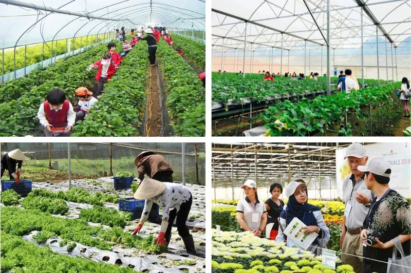 High-tech strawberry garden in Da Lat, Vietnam, where visitors can learn about modern strawberry growing methods and pick strawberries in the garden.