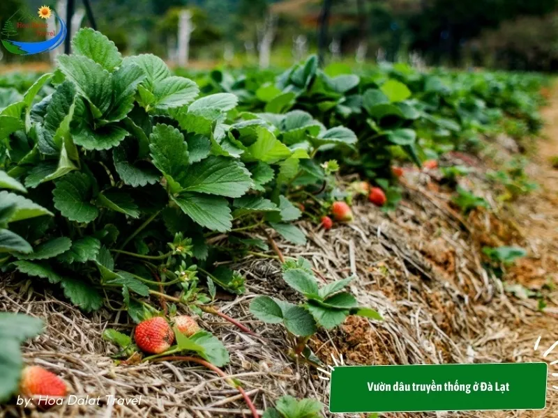 Traditional strawberry garden in Dalat grown outdoors with rows of lush green strawberries stretching out