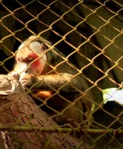 Wildlife zoo at Nui Coc Lake