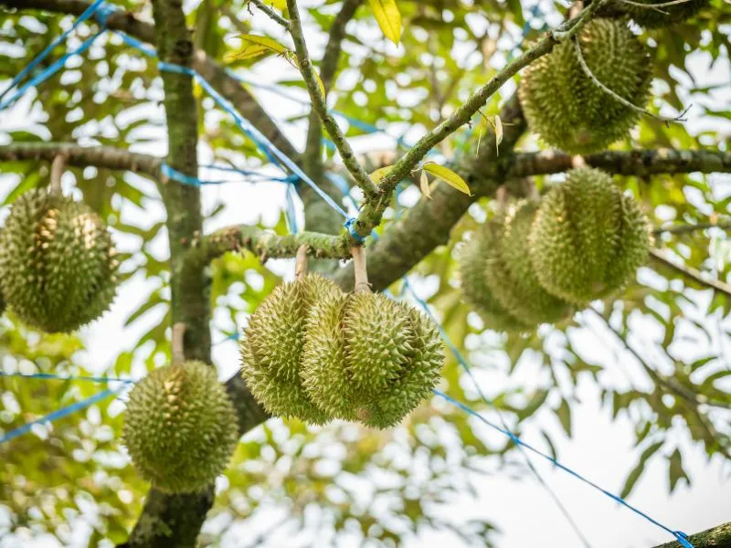 Vườn Mai Tài Tân Phong ngập tràn mùi thơm đặc trưng của sầu riêng