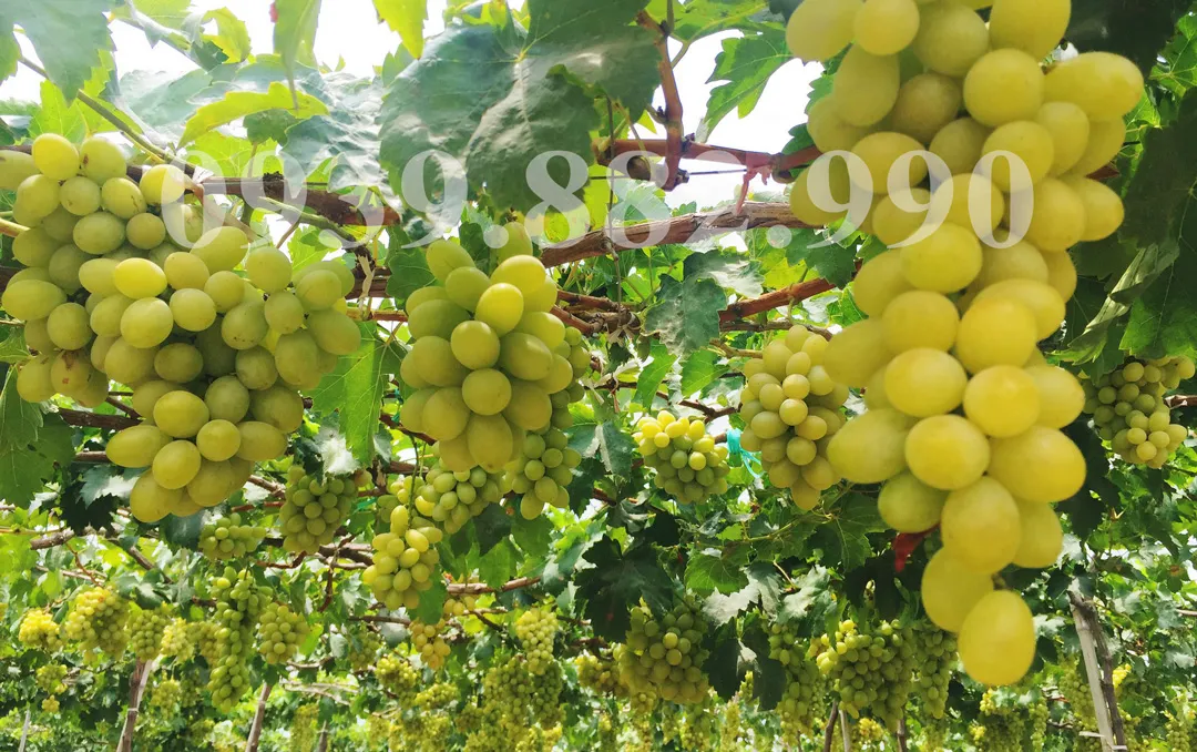 Aerial view of Ba Moi vineyard showcasing vast rows of green grapevines