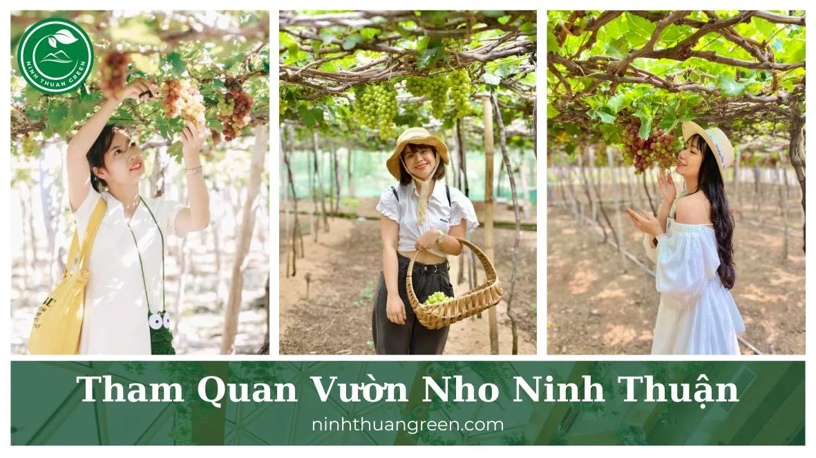 Ba Moi grape farm scenery