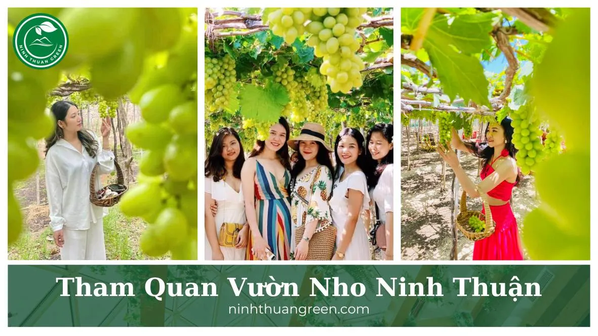 Ninh Thuan grape farm landscape