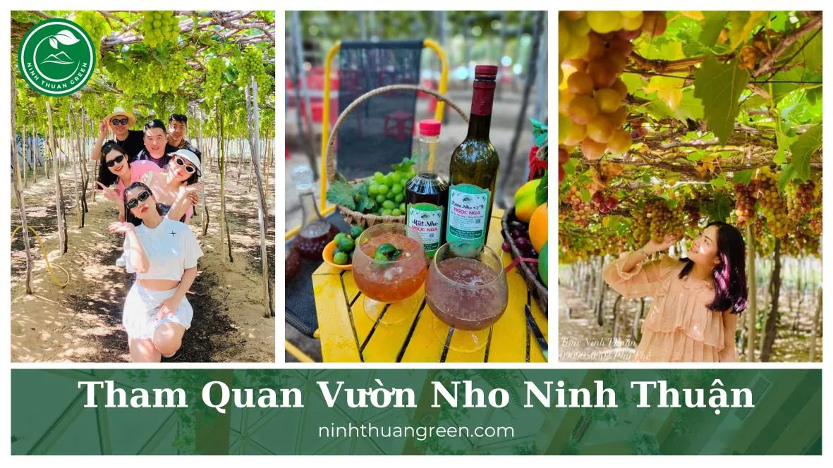 Thai An grape farm rows