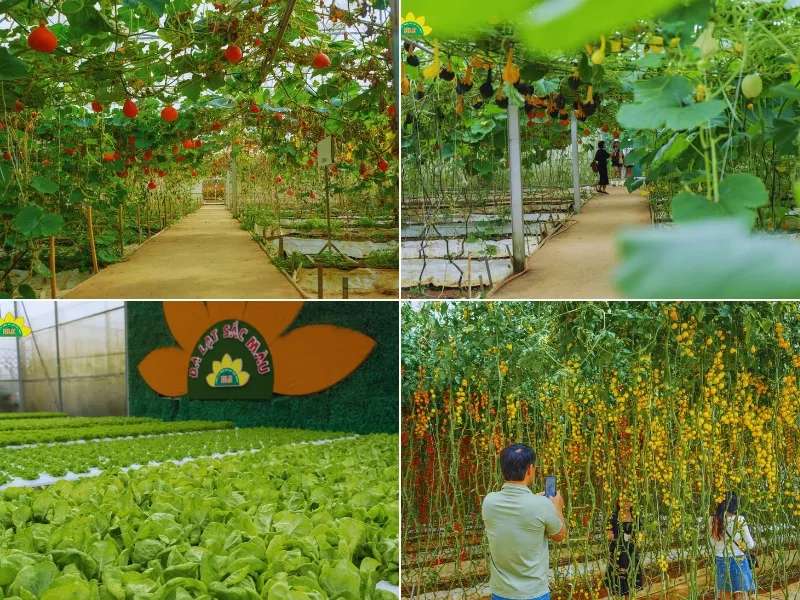 High-tech agricultural garden at Van Thanh Flower Village