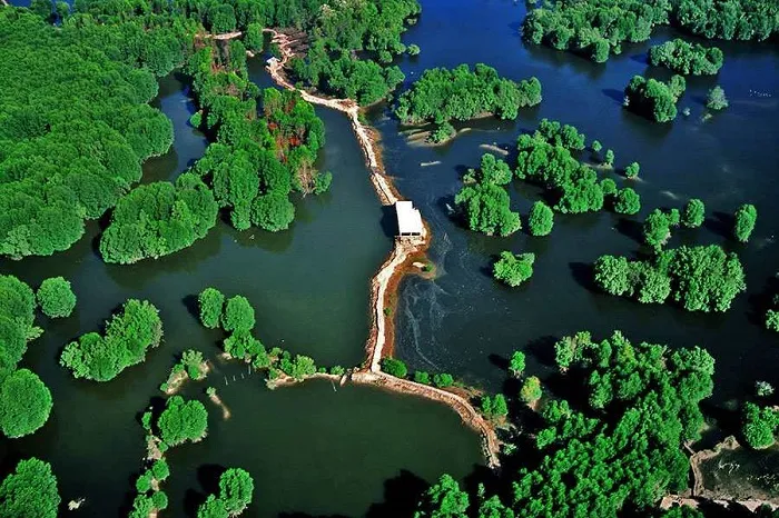 Can Gio National Park is considered the green lung of Ho Chi Minh City