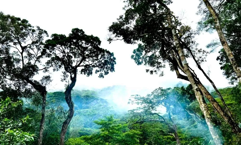 Chu Yang Sin National Park in Dak Lak has the most diverse ecosystem in the Central Highlands