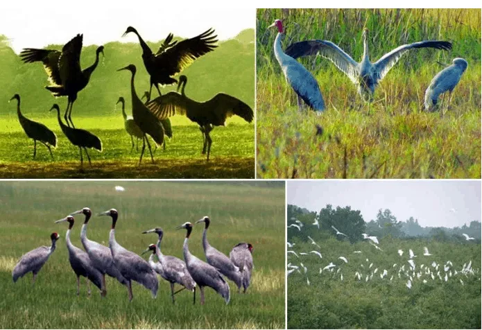 Lo Go - Xa Mat National Park is a stopover for migratory birds to Cambodia
