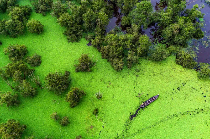 Tram Chim National Park during the floating season with blooming lotus and water lilies