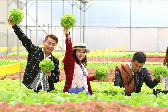 Vườn rau sạch công nghệ cao