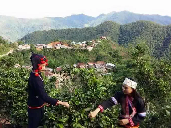 Vườn trà Trà Cổ 400 năm tuổi tại Phongsaly, Lào, điểm đến du lịch xanh độc đáo