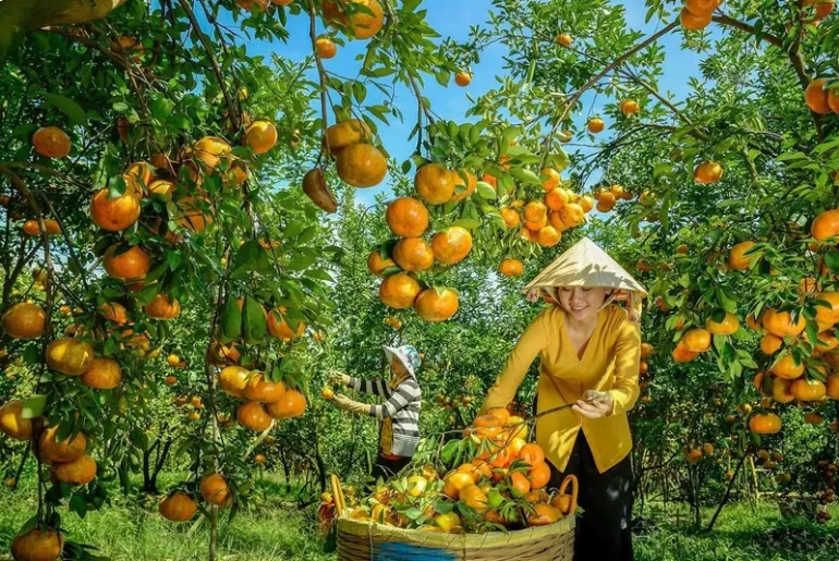 A boat navigating through waterways surrounded by fruit orchards in An Binh, Vinh Long, Vietnam.
