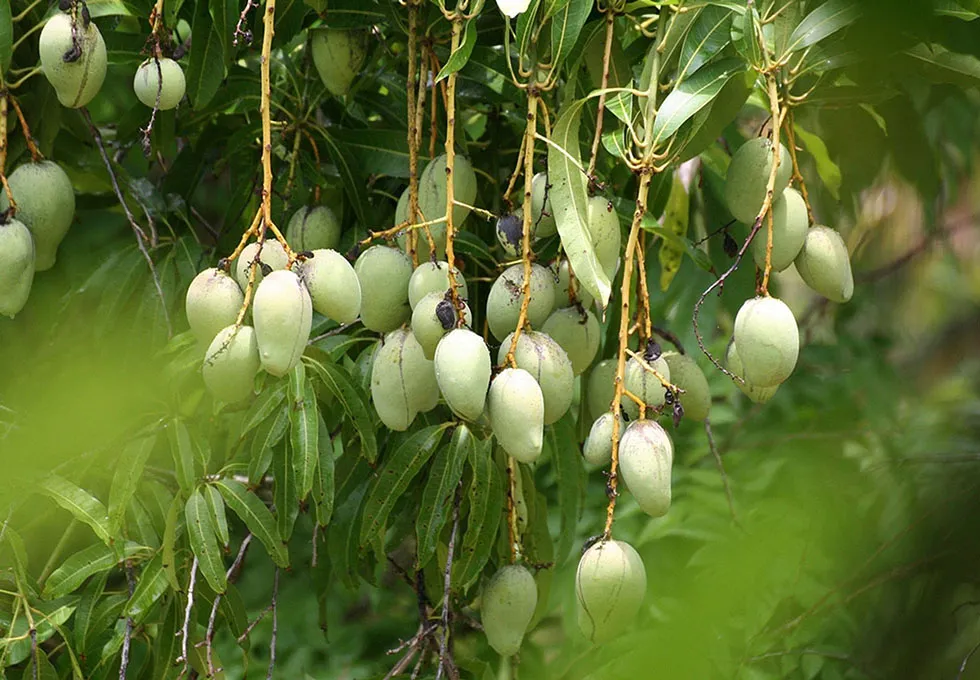 Cai Be Fruit Garden in Tien Giang with boats filled with fruits