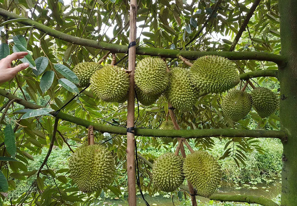 Cai Mon Fruit Garden in Ben Tre with small paths leading into the fruit orchard