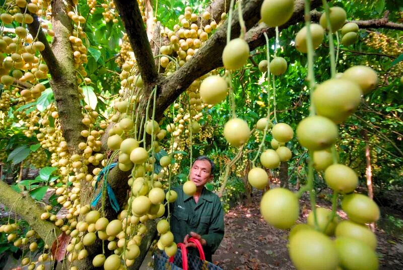 Cai Mon fruit orchard famous for delicious durian