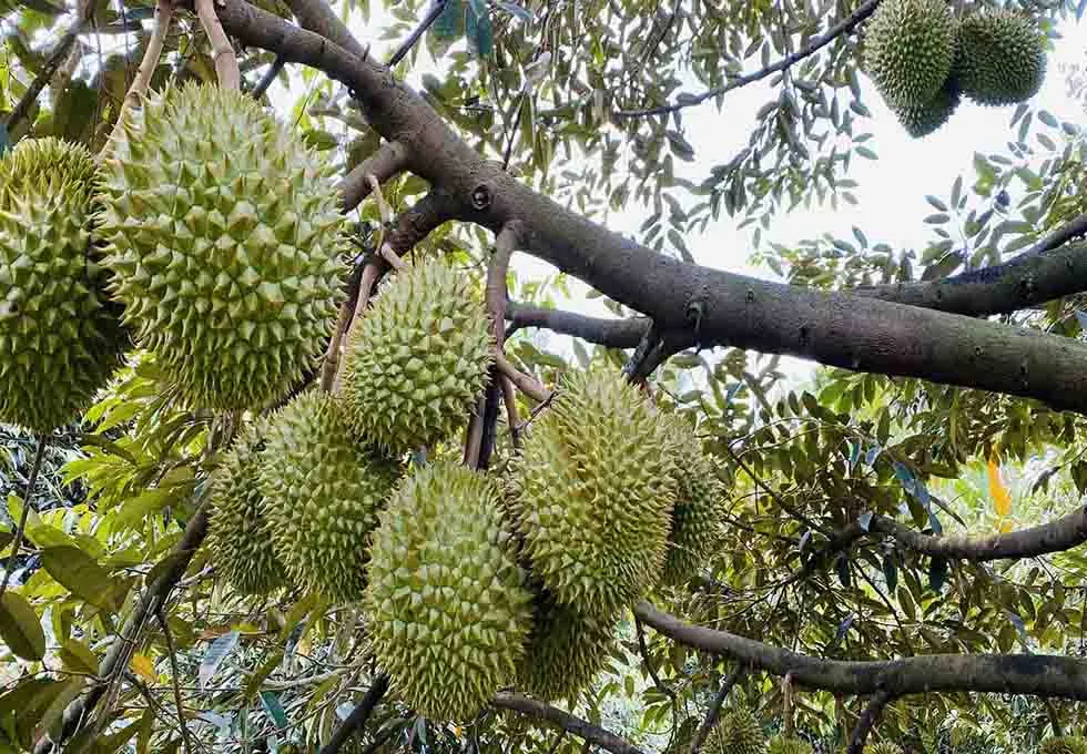 Con Phung Fruit Garden in Ben Tre with green space and many recreational activities