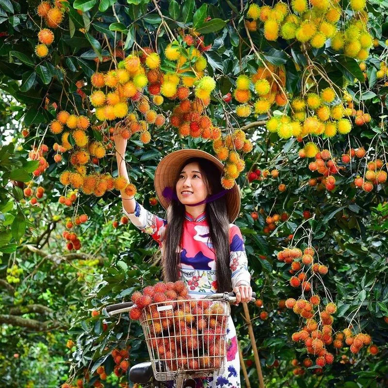 Green and lush Thoi Son Islet fruit orchard