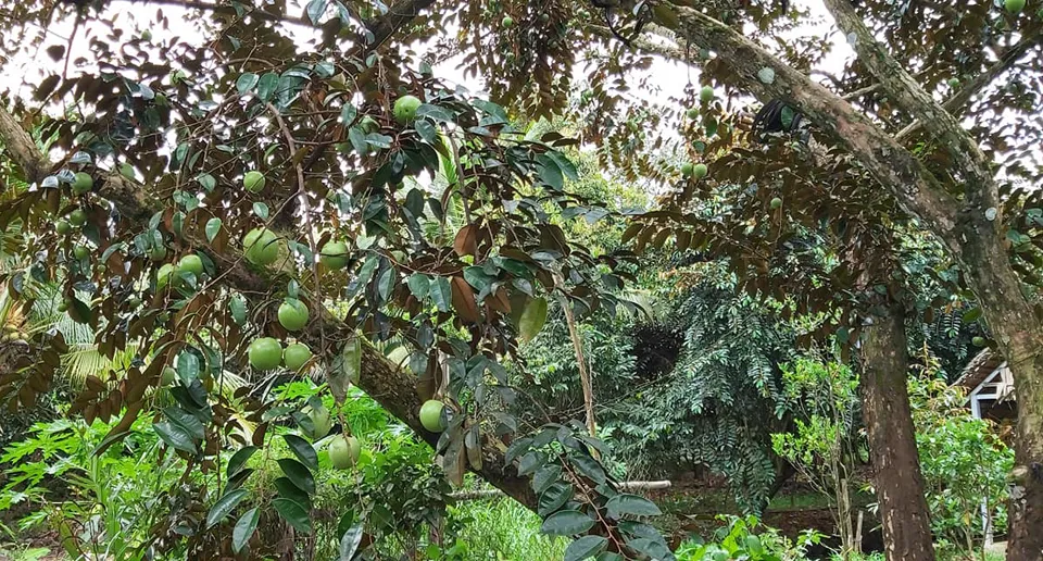 Vườn Trái Cây Lò Rèn