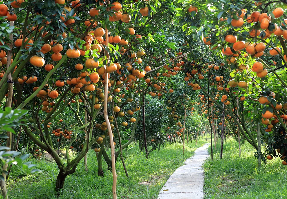 Long Khanh Fruit Garden in Dong Nai with rows of red rambutan trees lining both sides of the road