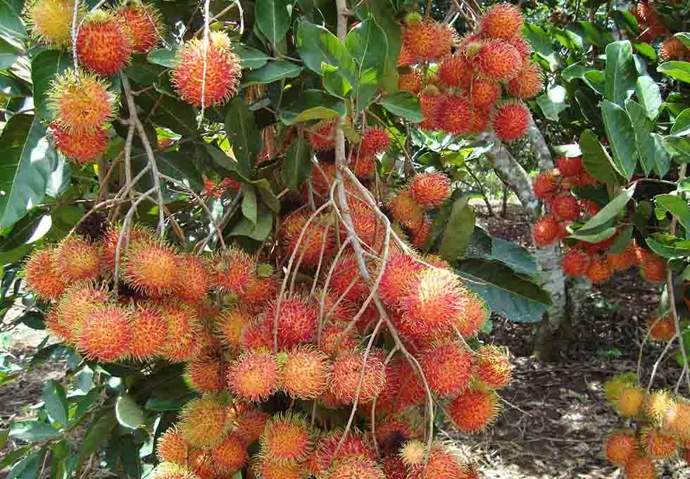 Vườn trái cây Mỹ Khánh Cần Thơ với những chùm chôm chôm đỏ rực trĩu quả