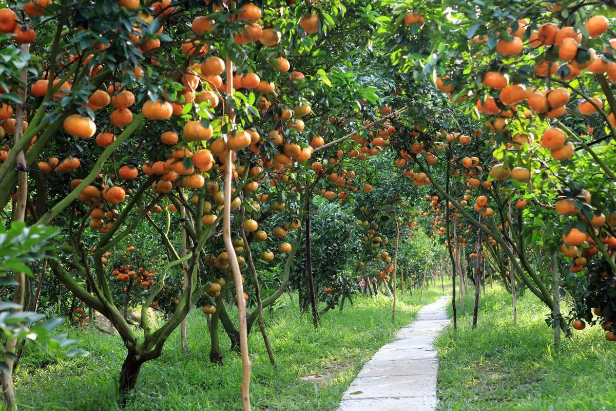 Vườn trái cây Vĩnh Kim Tiền Giang điểm đến xanh mát cho mùa hè