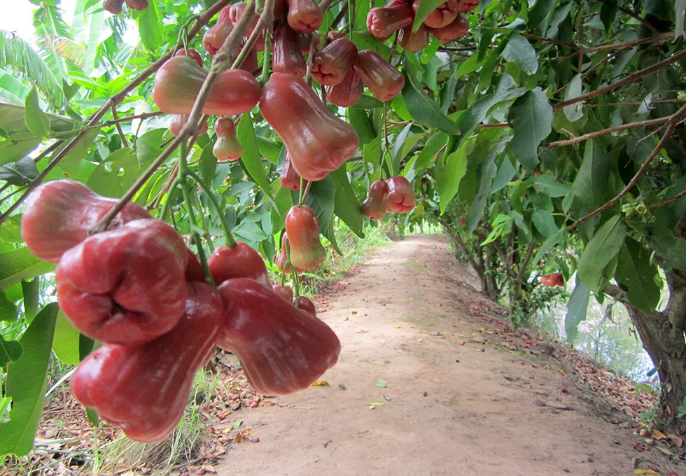 Vinh Kim Fruit Garden in Tien Giang with rows of famous Lo Ren star apple trees