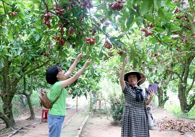 Rows of strawberry plants and plum trees growing side by side at Vinh Long Plum and Strawberry Orchard.