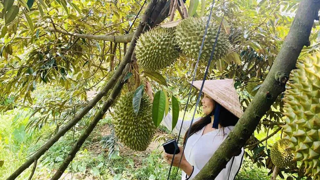 Close-up of durian fruits hanging from a tree at Vinh Phu Fruit Orchard in Vinh Long, Vietnam.